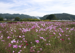 コスモス畑にて