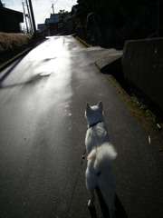 シロの散歩道