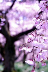 桜ノ雨