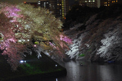 夜桜 in TOKYO
