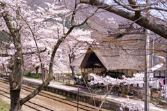 桜につつまれて
