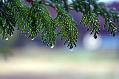 雨の日の憂鬱