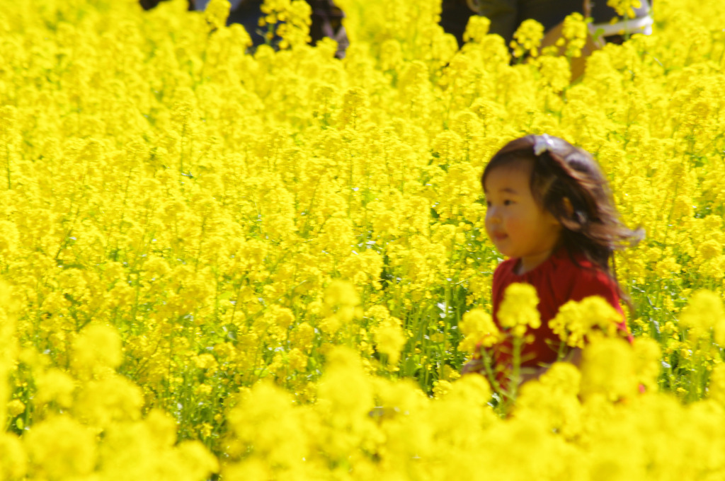 花の妖精