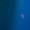 蒼い海の妖精