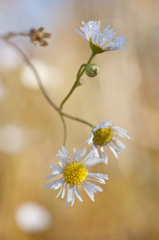 花の生涯