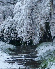 雪桜の参道