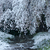 雪桜の参道