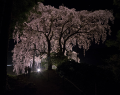 夜桜見物