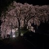 夜桜見物