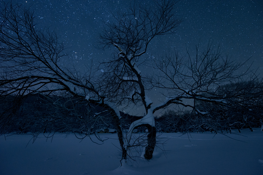 星のなる樹