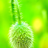 君の花は何色？