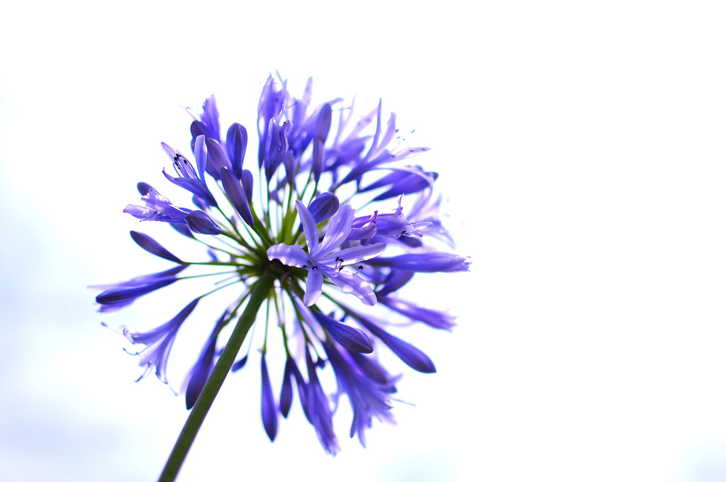 愛らしい花 -Agapanthus-