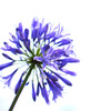 愛らしい花 -Agapanthus-