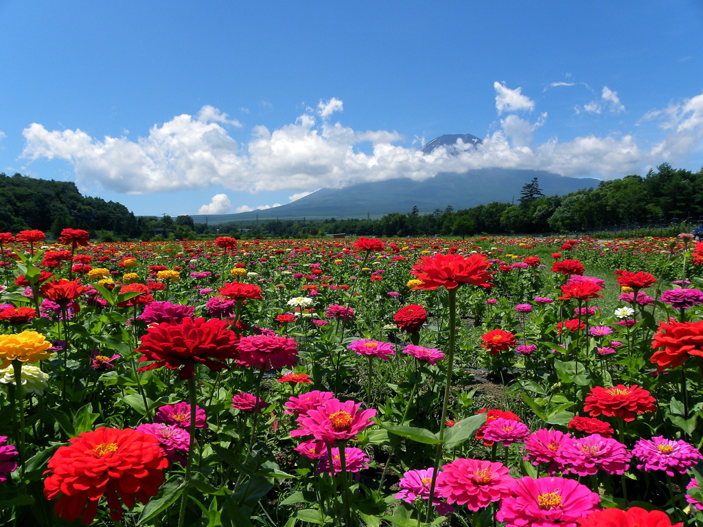 お花畑