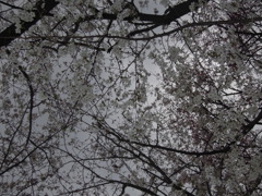 満開の桜の下