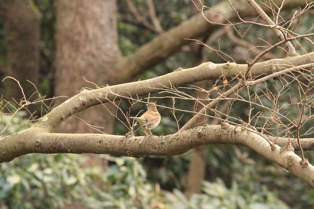 蜘蛛の巣を眺める鳥