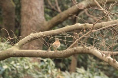 蜘蛛の巣を眺める鳥