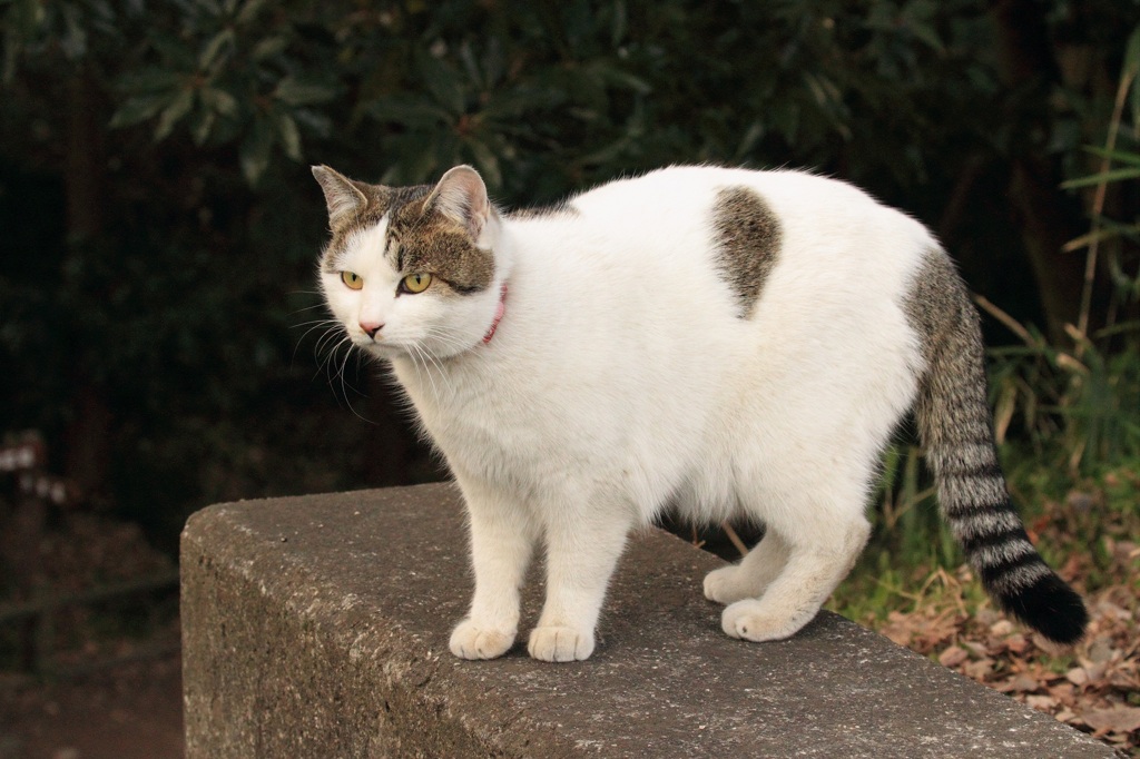 レンズに寄ってくる猫