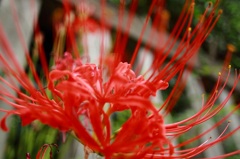 天上に咲く花