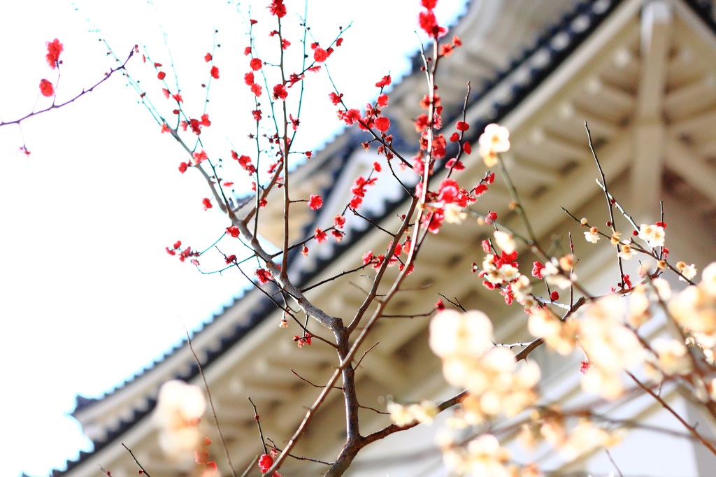 紅梅