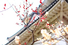 紅梅