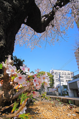 足下にも春。