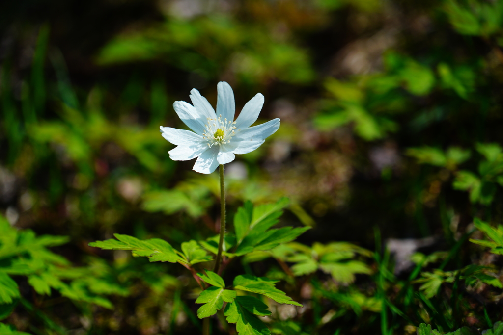 洞爺湖の野花