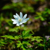 洞爺湖の野花