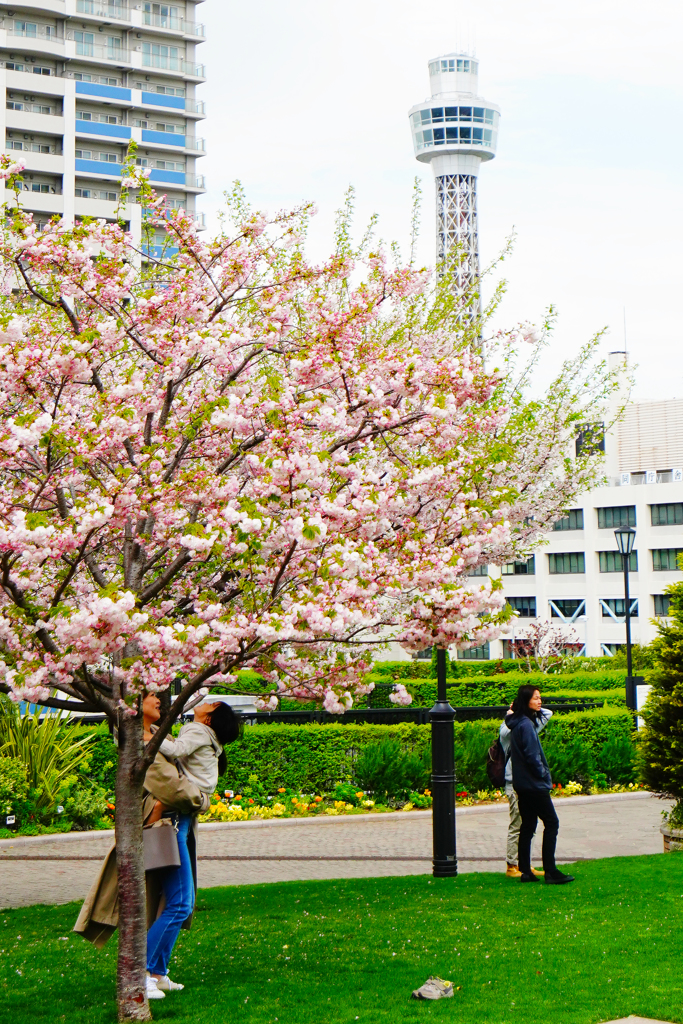 桜綺麗だね～。