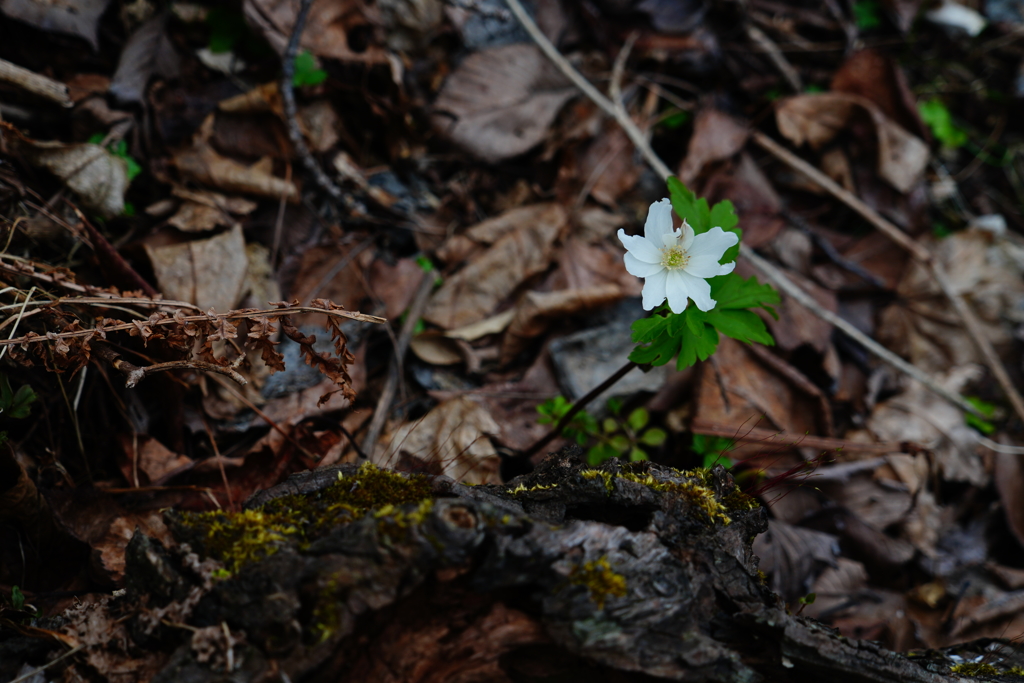 有珠山の野花