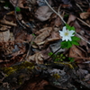 有珠山の野花