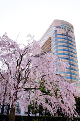 HOTEL NEWGRAND　と桜。