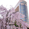HOTEL NEWGRAND　と桜。