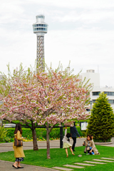 曇りのち桜。