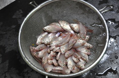 みんなこっち見てる…。