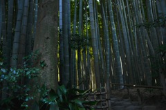 竹ジャングル