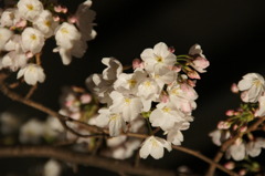 夜桜