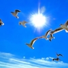 青空飛行　