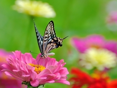 花園満足Ⅲ　ナミアゲハ