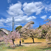 枝垂れ桜モニュメント　