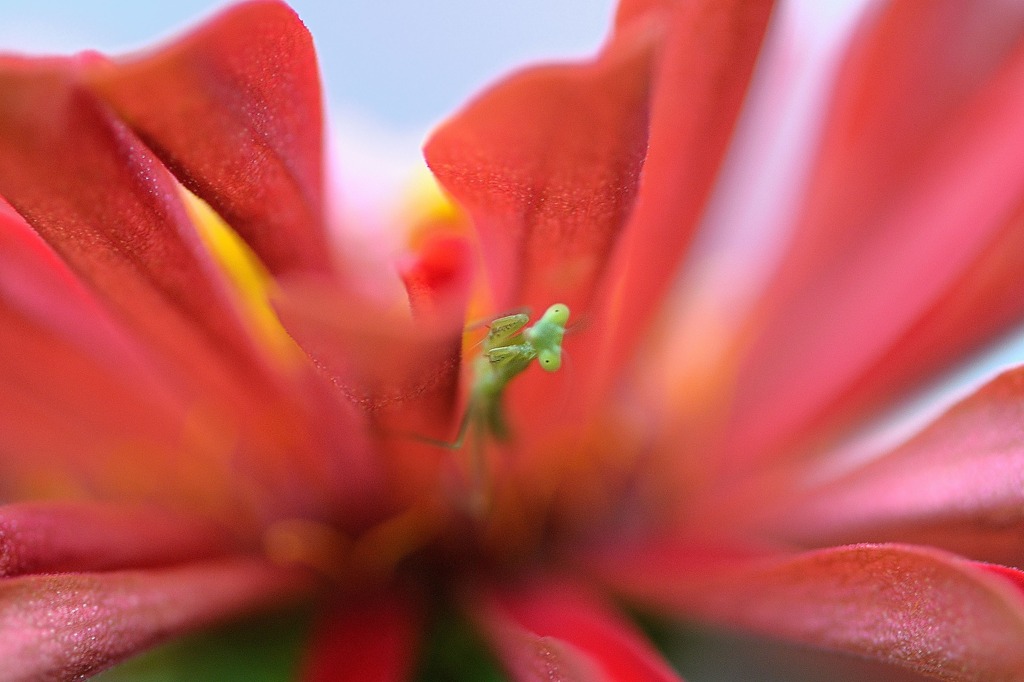 ボクは花から生まれたよ