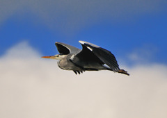 自分も鳥になって飛んだ？
