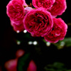 ミニ薔薇
