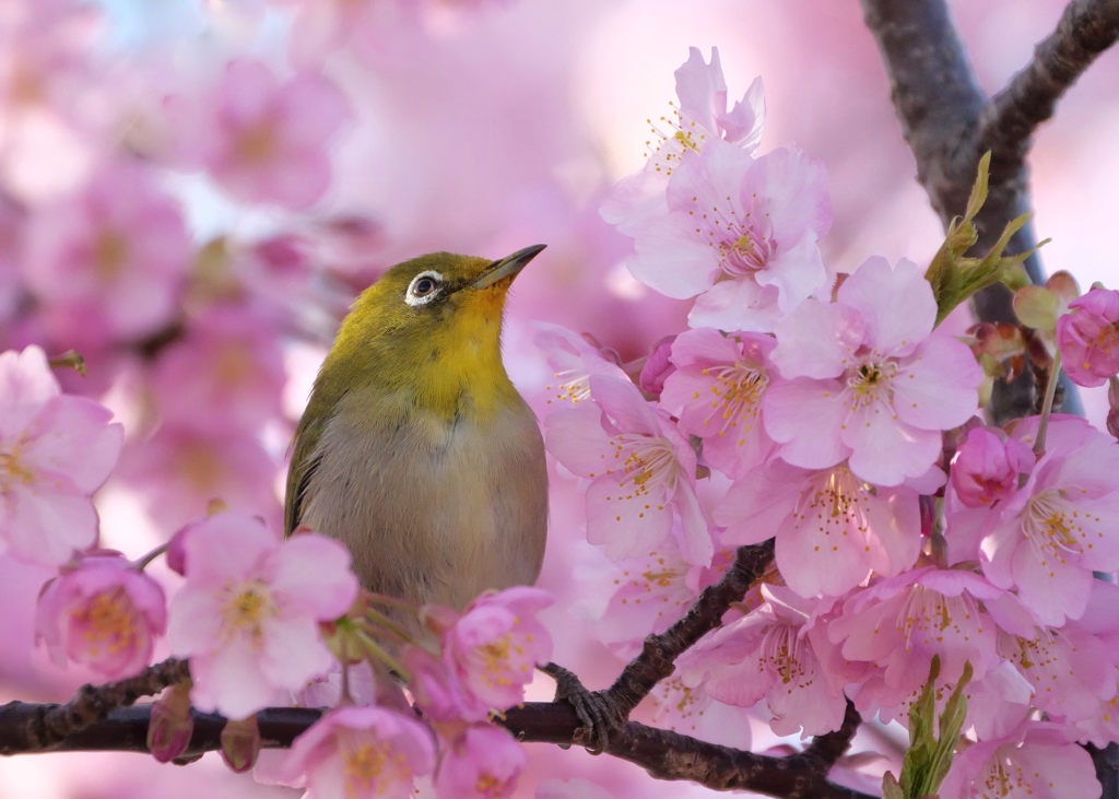 さくらひかりに包まれて 　  春はいいなあ～