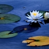 睡蓮とアメンボ　（アートフィルター風）