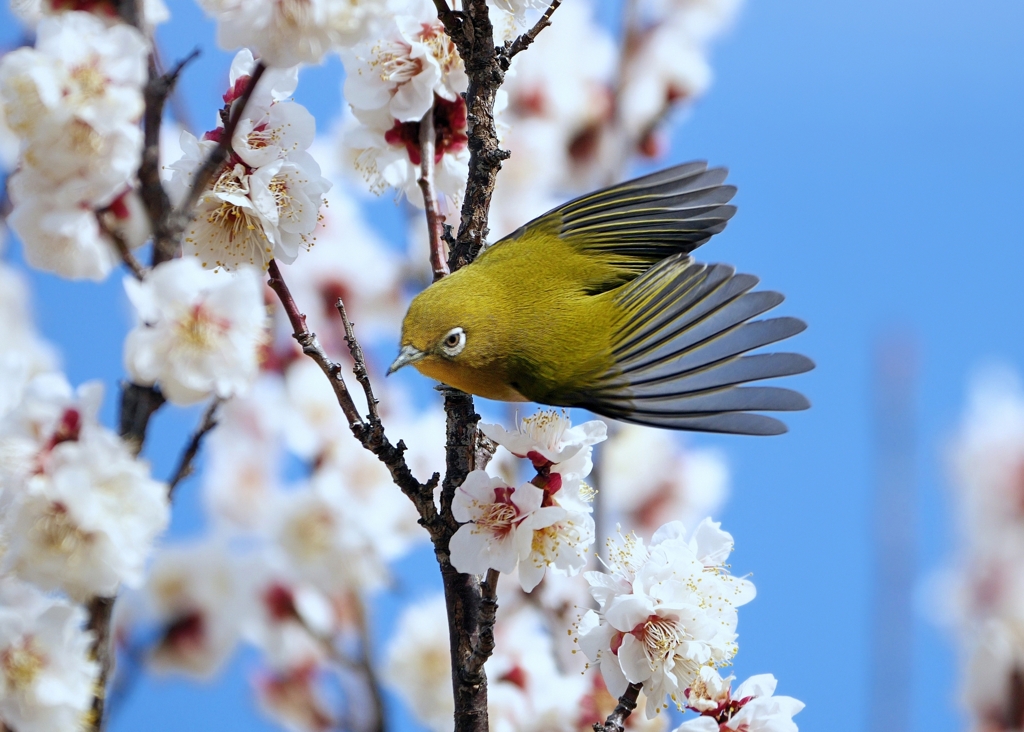 春飛び