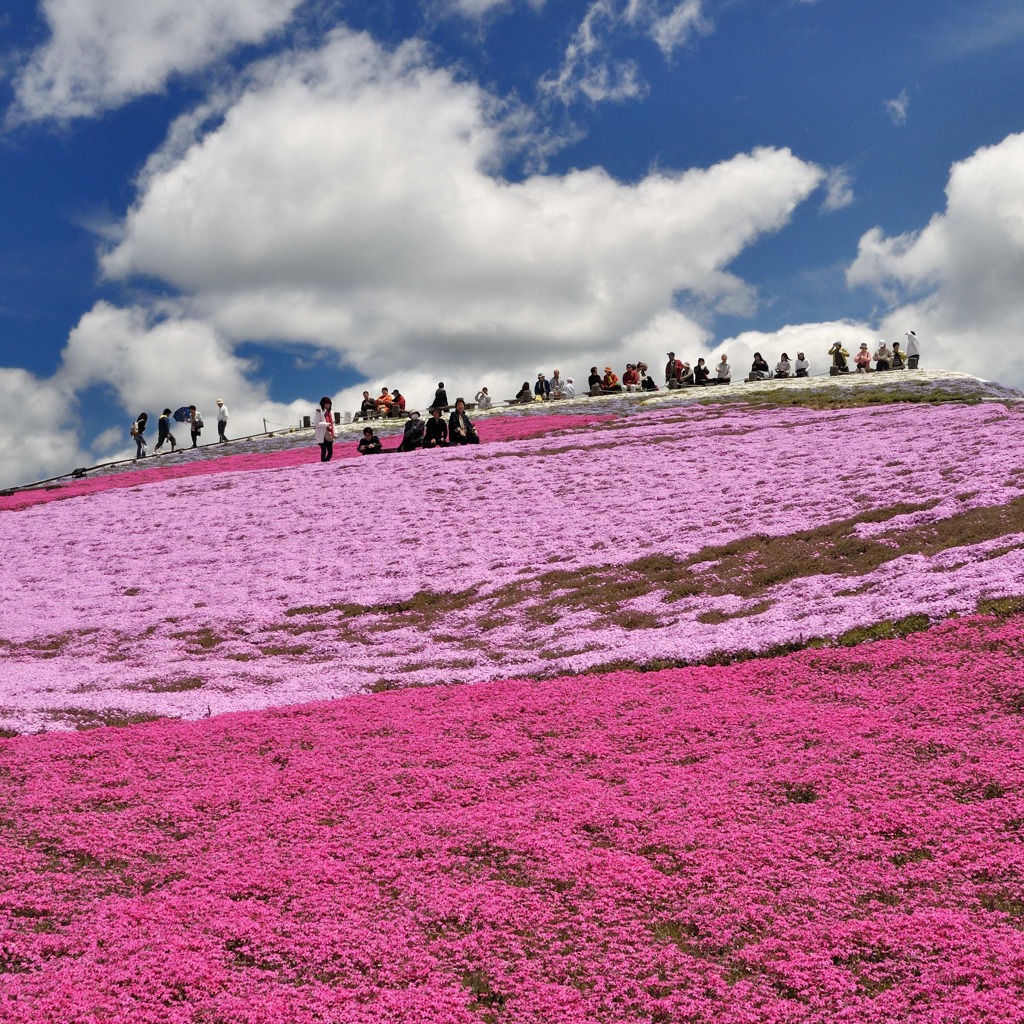 天空の芝桜