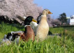 お花見はいいね～