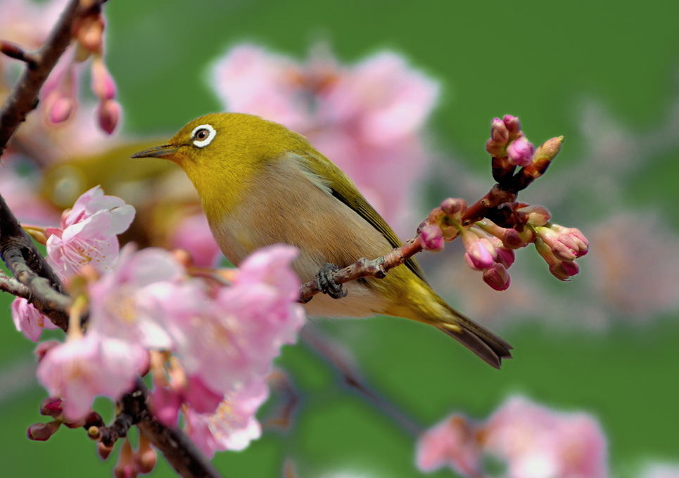 春色Ⅱ