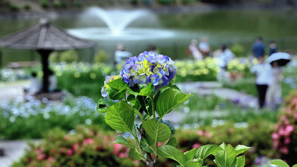 紫陽花
